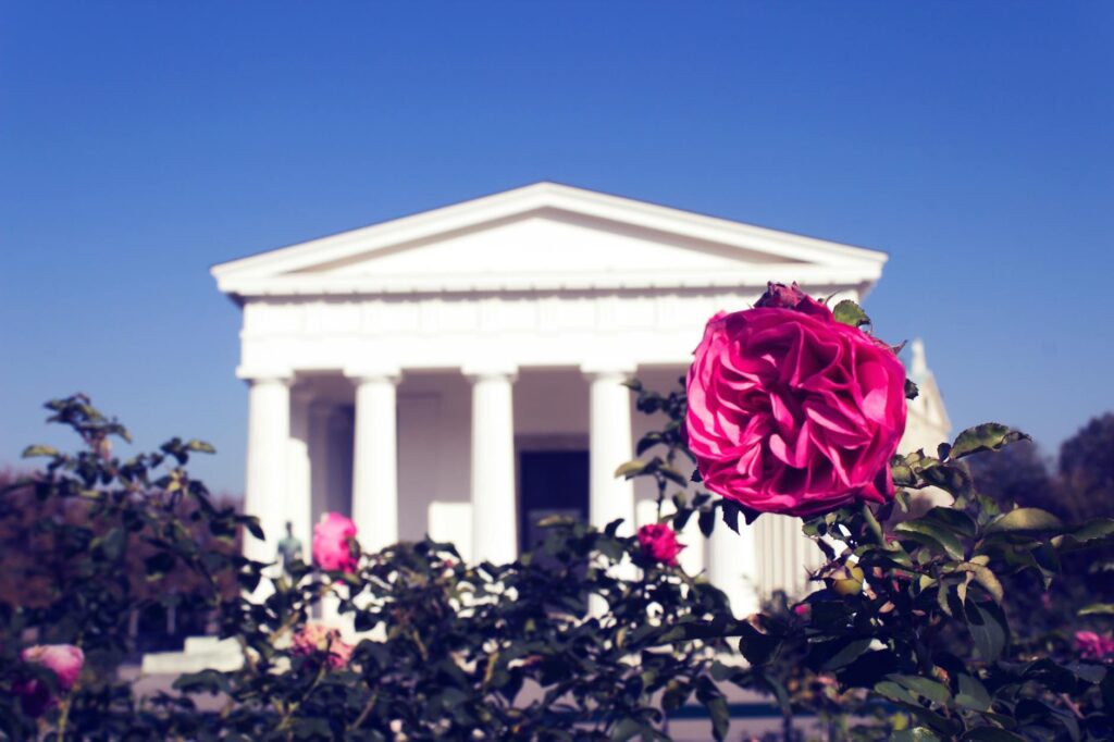 photo of red rose with white concrete building in the background