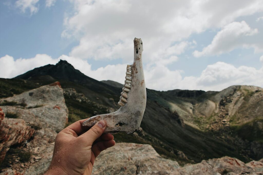 person holding up a jaw bone with teeth remains of an animal