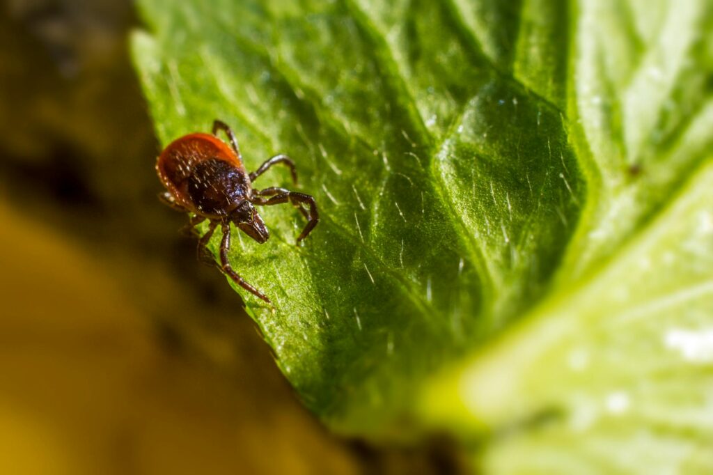 brown and orange insect on green leaf