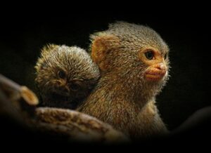 close up of monkey