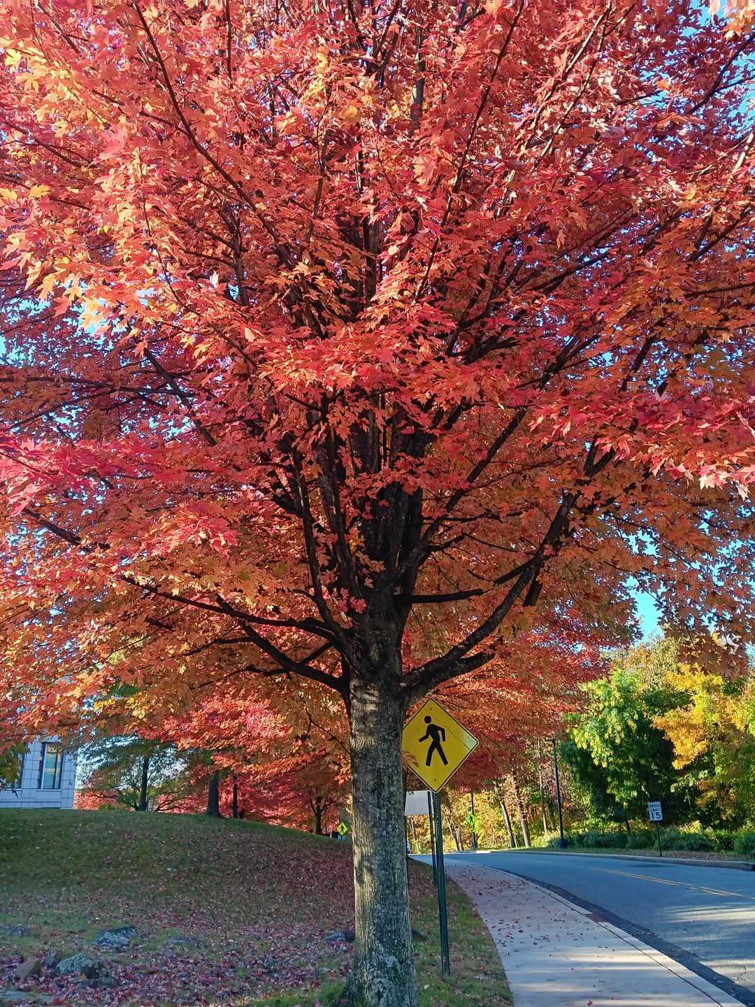 Fall to Do: Enhance Your Well-Being This Autumn - Presence News