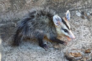 Possum