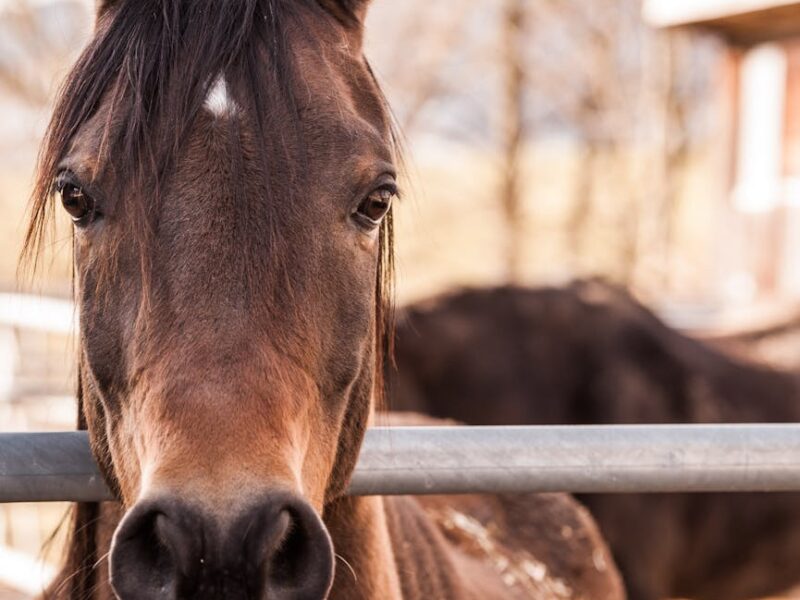 brown horse beside gray metal bar