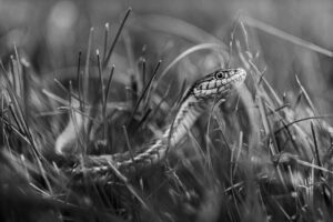 close up of snake