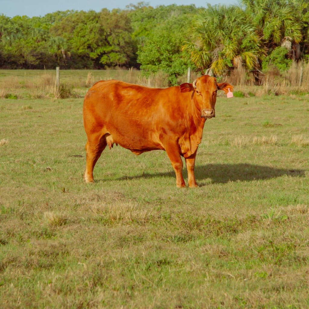 cow against the rural background