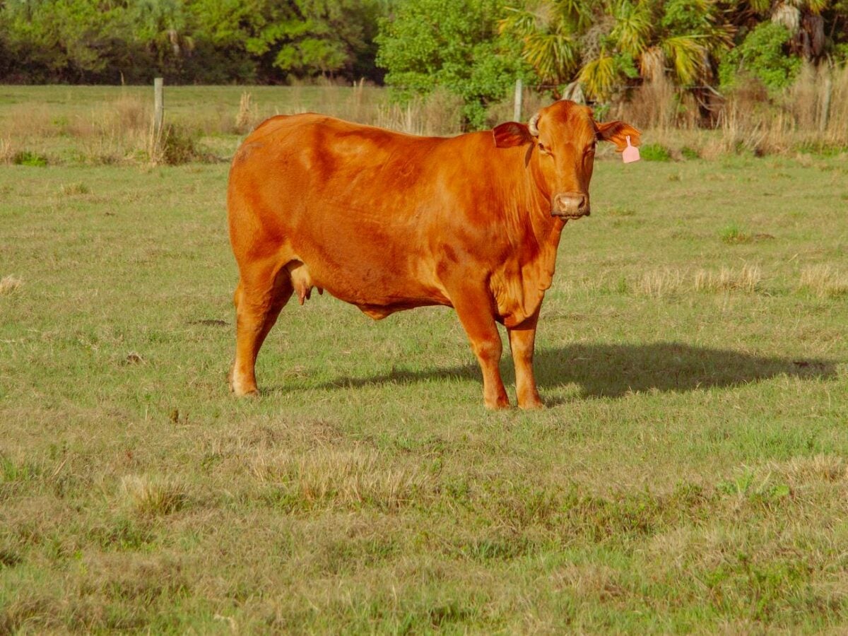 cow against the rural background