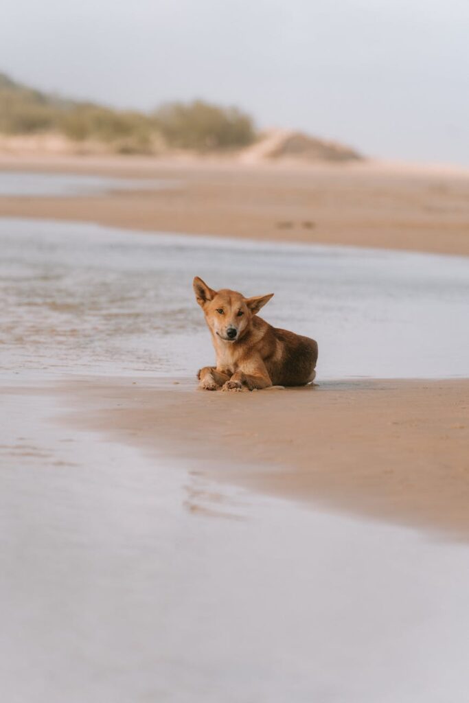 dog lying down on beach