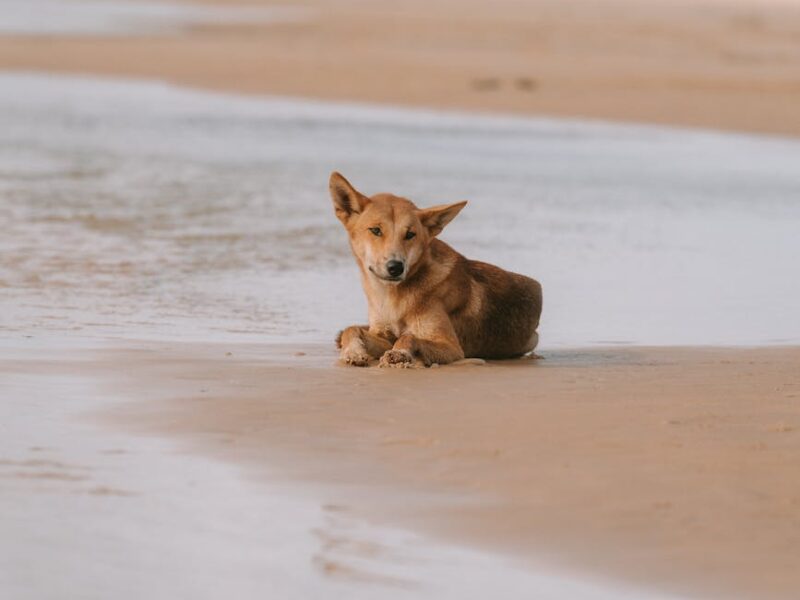 dog lying down on beach