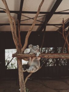 koala bear on a tree branch