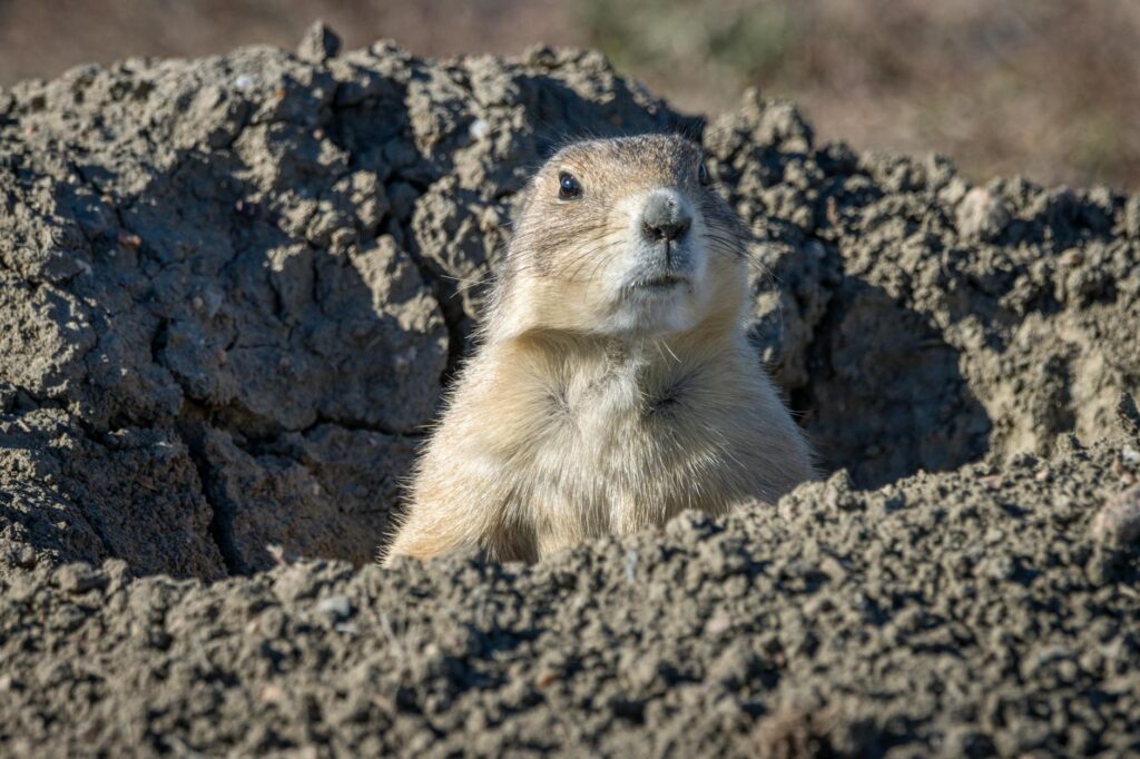 black tailed prairie dog in natural habitat