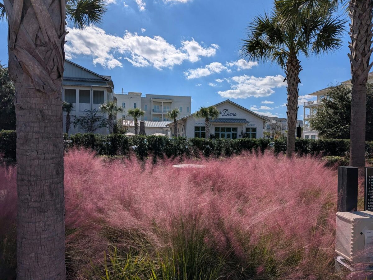charming charleston scene with pink muhly grass