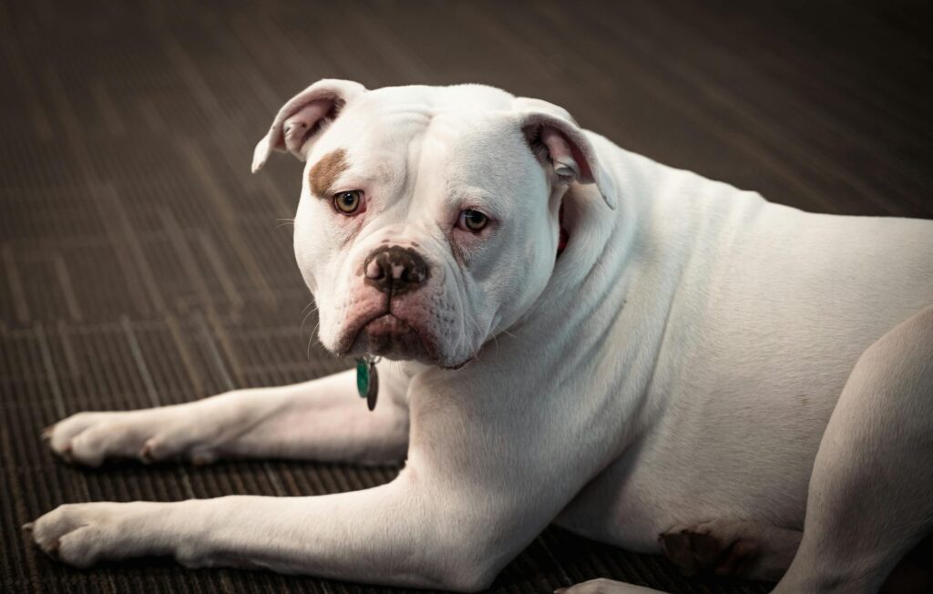 white american bulldog