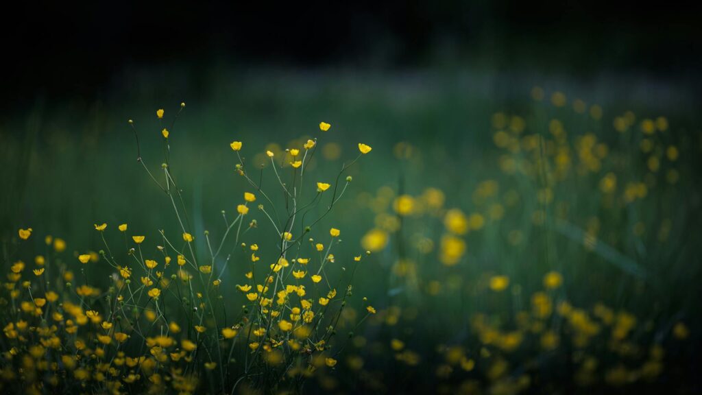yellow wildflowers swaying in soft focus field