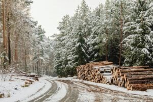 snow covered road and trees during winter season