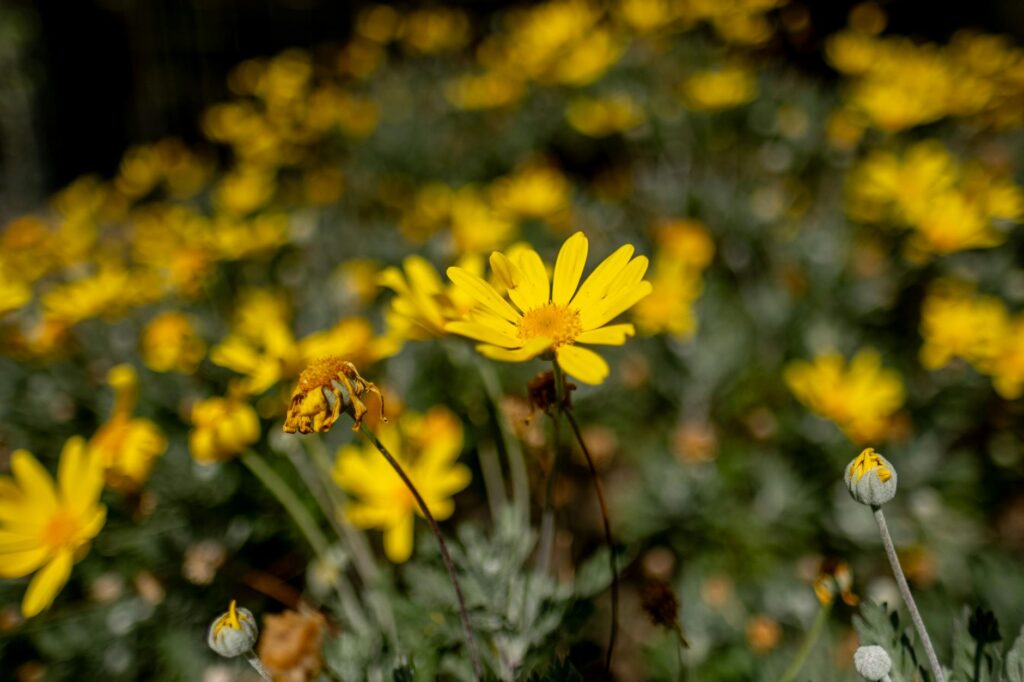 blooming yellow flowers