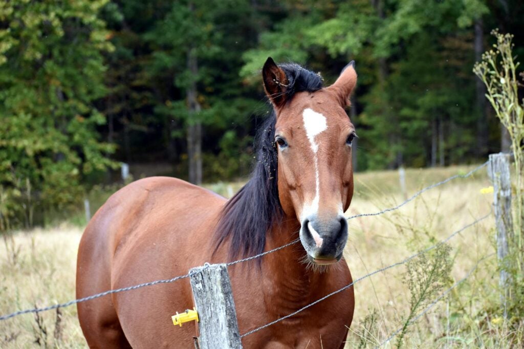 horses in a field