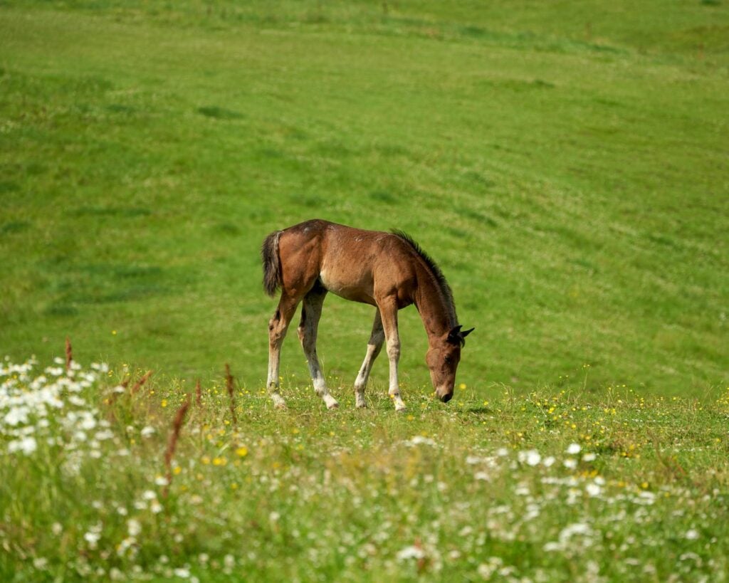 brown foal grazing in norwegian meadow