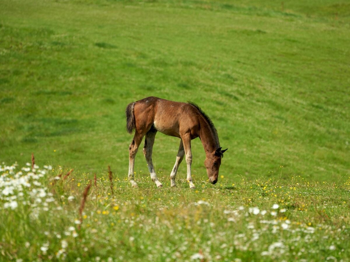 brown foal grazing in norwegian meadow