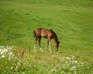 brown foal grazing in norwegian meadow