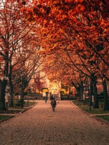 people walking on pathway near brown trees