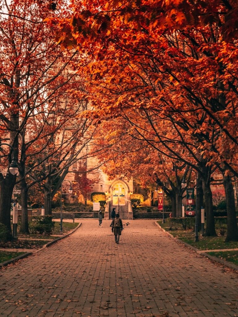 people walking on pathway near brown trees