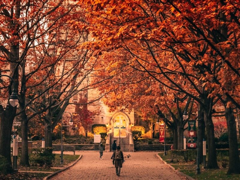 people walking on pathway near brown trees