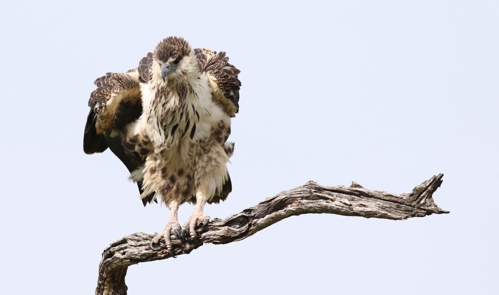 african fish eagle in chobe national park