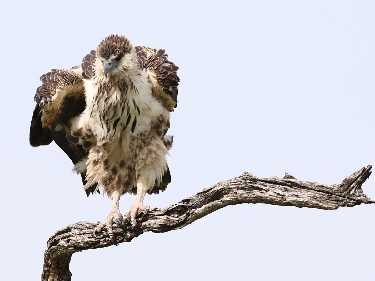 Are Bird Feathers Really Clean Enough to Eat Off? Here’s What the Science Says