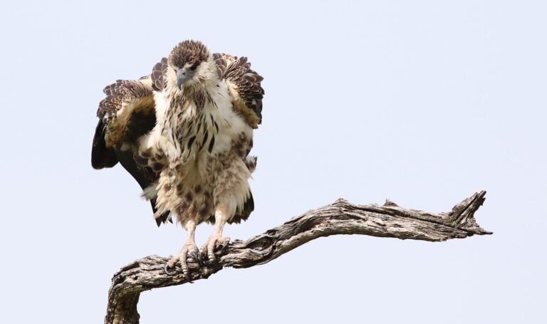 african fish eagle in chobe national park