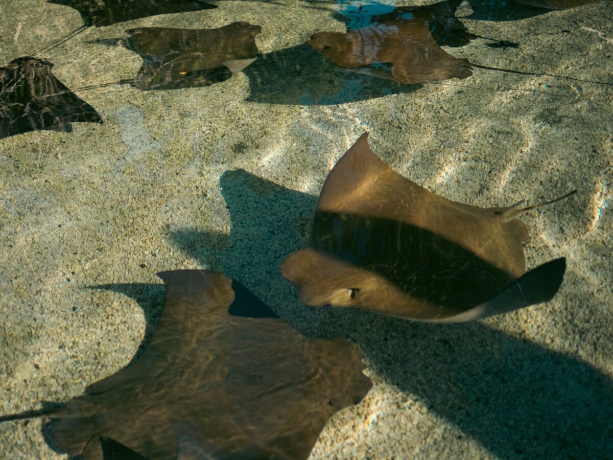 Why Stingray Stings Are Surging at Southern California Beaches in 2026