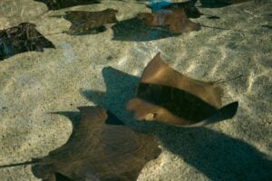 elegant stingrays gliding in clear water