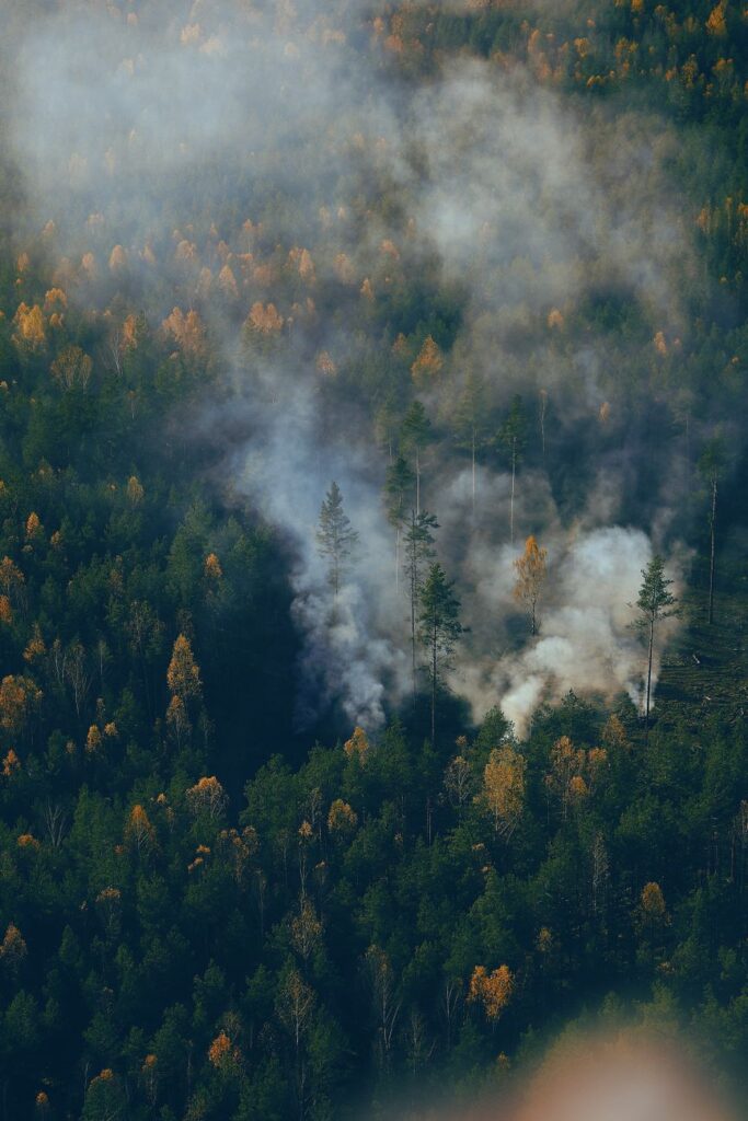 smoking coming out of a forest