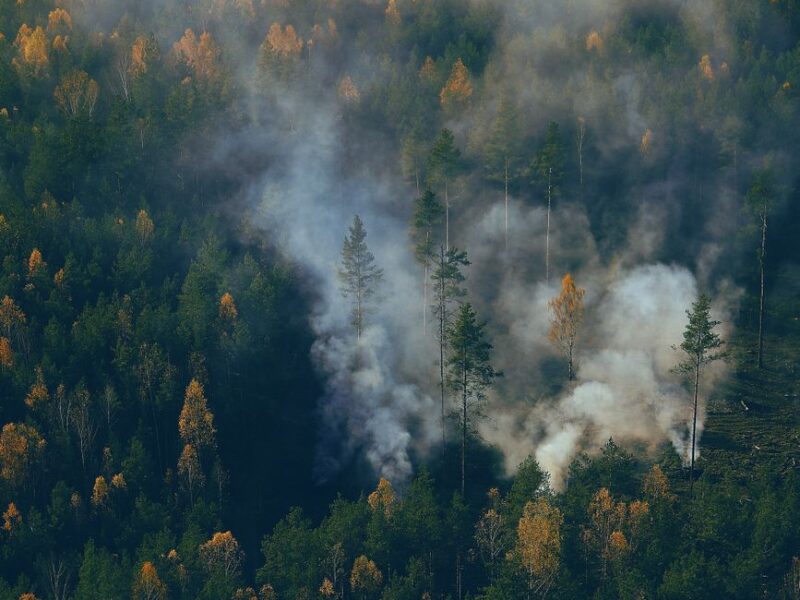smoking coming out of a forest
