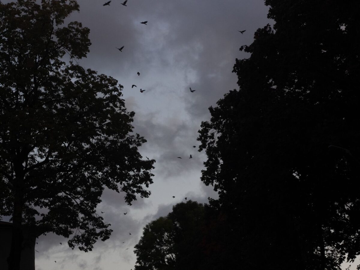 Hundreds of Bats Fill Southern California Night Skies: Why They’re Flying So Low Around Streetlights