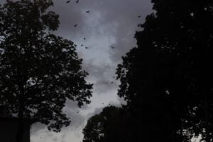 a silhouette of trees and birds under the cloudy sky