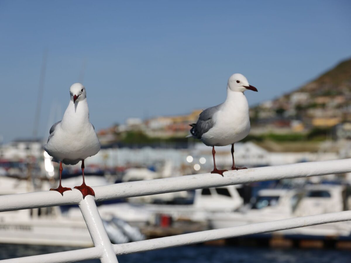Why Are Seagulls Everywhere—and Why Are They So Good at Living Around Humans?