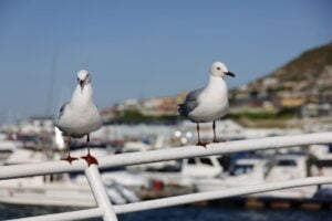 seagulls perched in a cape town harbor setting