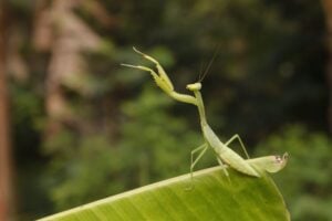 praying mantis on banana leaf in natural habitat